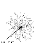 Quill Point